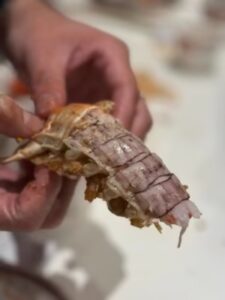 Click to view full screen jumbo Mantis Shrimp Live Seafood Shipped with Oxygen Packs photo review
