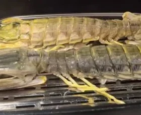 Click to view full screen Langostas Mantis Gigantes Vivas - Enviadas con Oxígeno para Máxima Frescura photo review