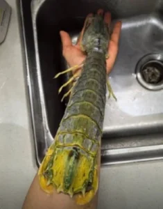 Click to view full screen Langostas Mantis Gigantes Vivas - Enviadas con Oxígeno para Máxima Frescura photo review