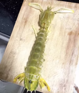 Click to view full screen Langostas Mantis Gigantes Vivas - Enviadas con Oxígeno para Máxima Frescura photo review