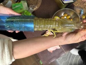 Click to view full screen jumbo Mantis Shrimp Live Seafood Shipped with Oxygen Packs photo review