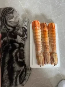 Click to view full screen Langostas Mantis Gigantes Vivas - Enviadas con Oxígeno para Máxima Frescura photo review