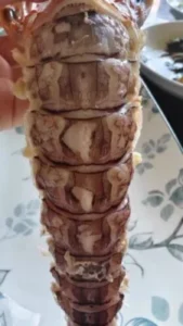 Click to view full screen Langostas Mantis Gigantes Vivas - Enviadas con Oxígeno para Máxima Frescura photo review